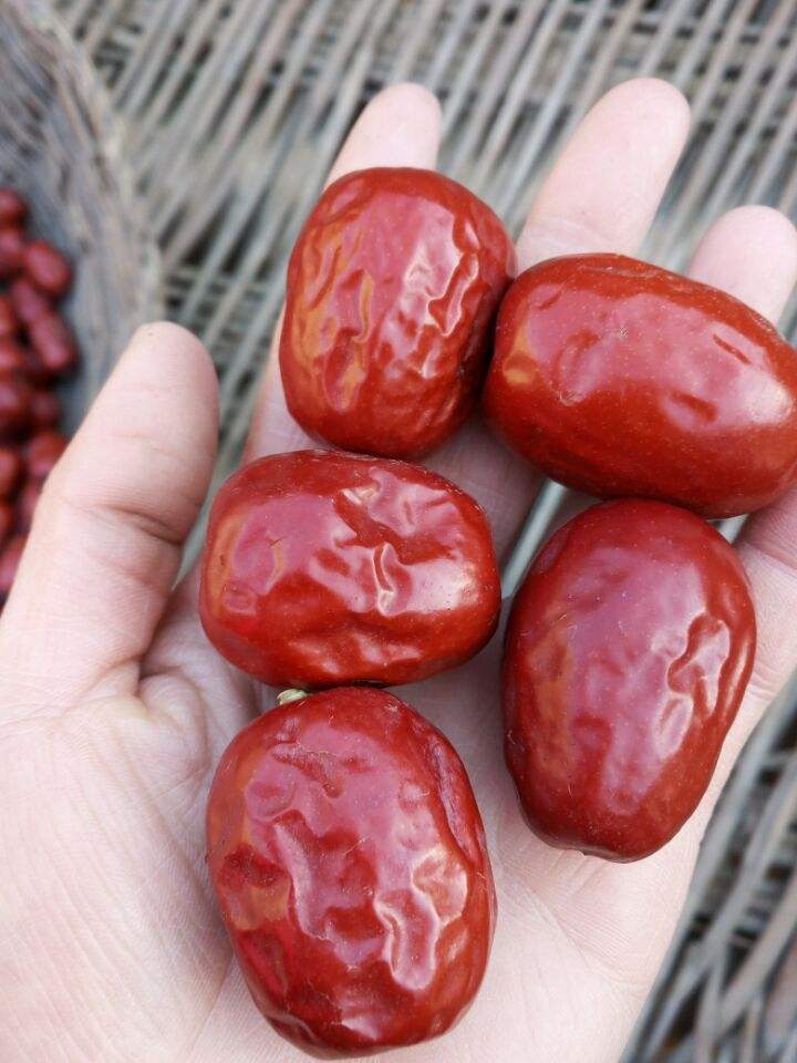 山東大棗精致大棗批發銷售