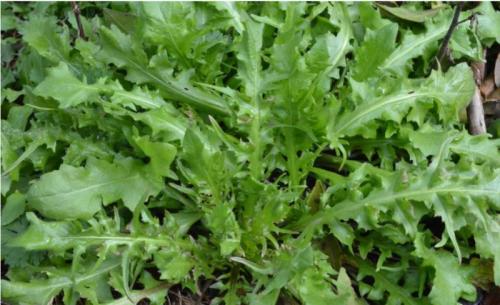 優(yōu)質(zhì)野菜種子濟(jì)南批發(fā)，大葉薺菜種子菱角菜種子