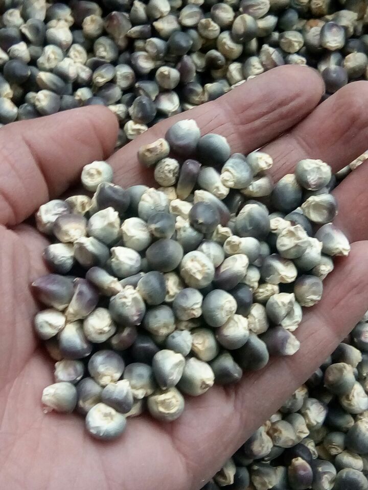 穗大高產優質黑糯玉米種子