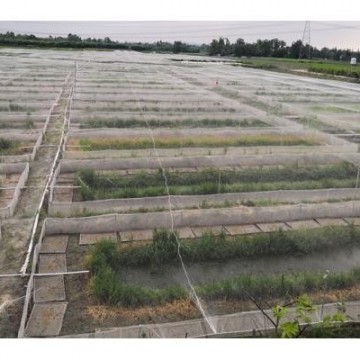 工廠清倉一批青蛙圍網全部是新料加厚圍網國慶特惠