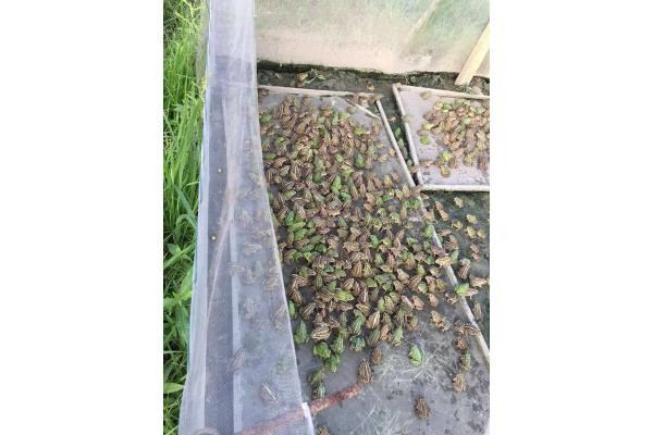 茂倫青蛙圍網抗老化新料好網工廠直發加厚好圍網