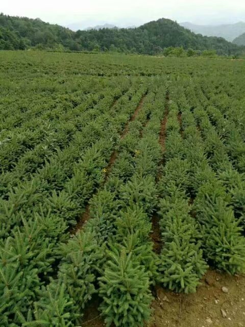 批發甘肅云杉_云杉種植面積大_云杉規格齊全