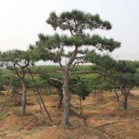 入秋后造型黑松怎樣維護？